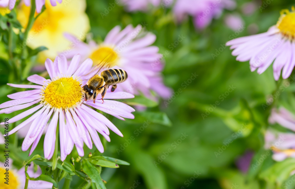 bee on a flower bee on a flower
