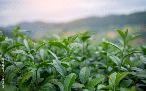 Tea leaves at tea plantation with white foggy mountain is green tea organic business concept.