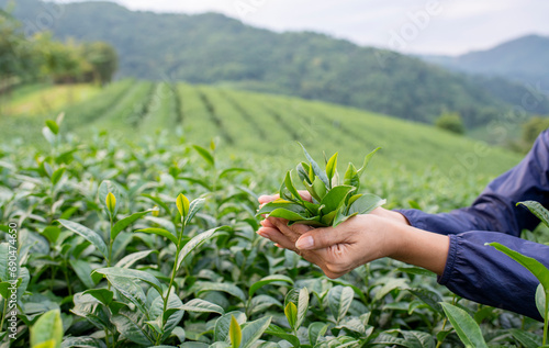 Tea garden farmers or worker wearing dresser work picking green tea leaves at tea plantation with mountain is green tea organic ิbackground business concept.