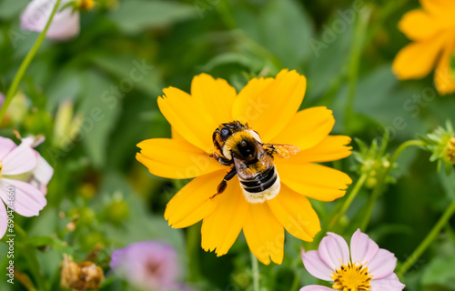 bee on a flower