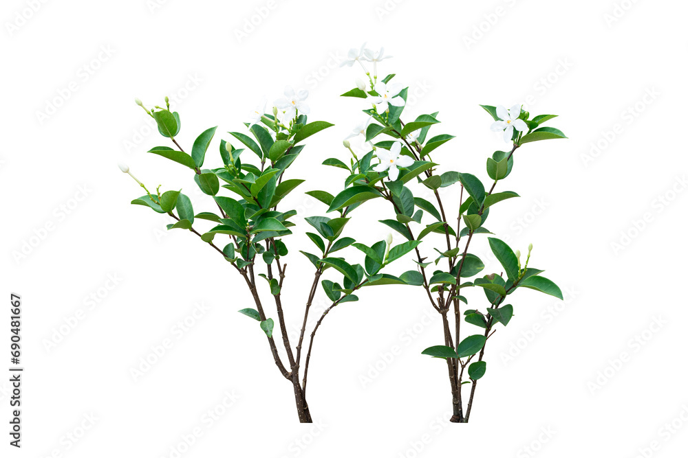 white flowers leaves plants isolated white flowers leaves plants isolated