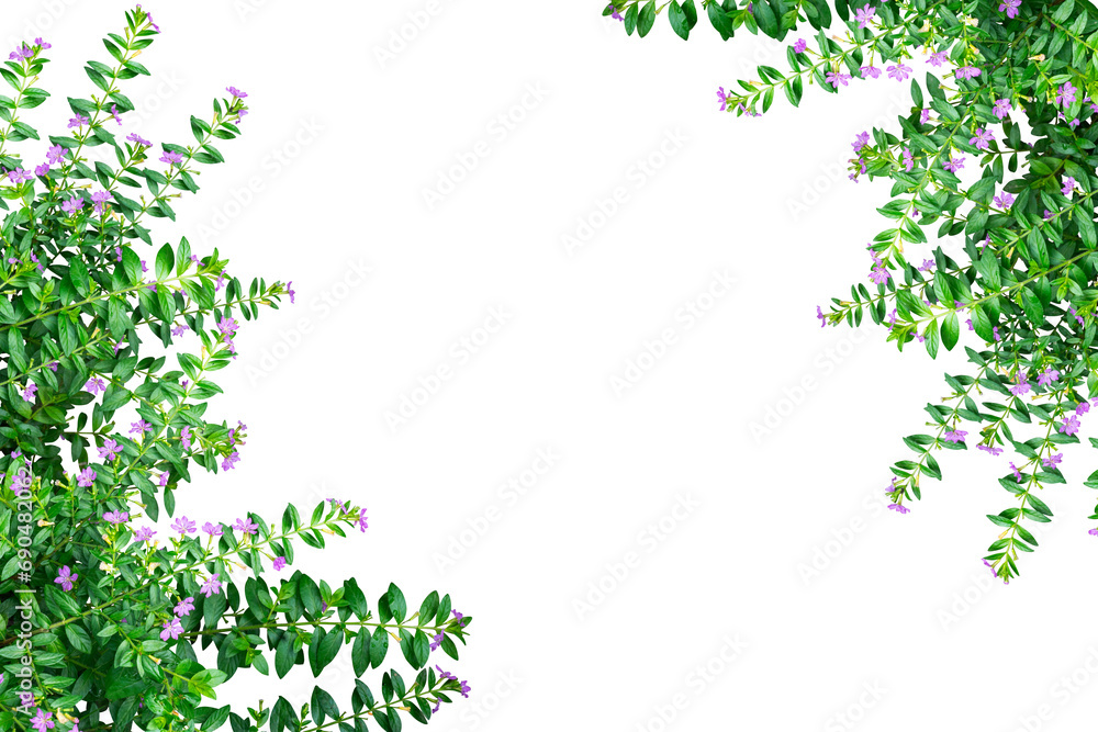 lilac flowers leaves frame isolated