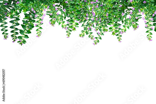 lilac flowers leaves frame isolated