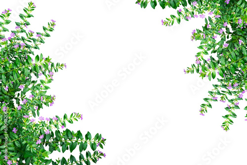 lilac flowers leaves frame isolated © raviwan