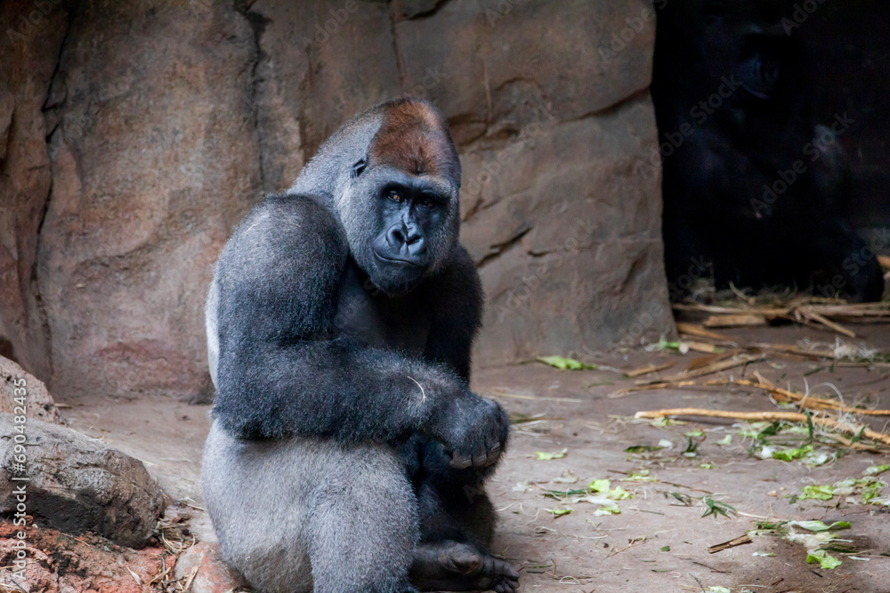 Gorilla Western Lowland Gorillas are native to central Africa, though