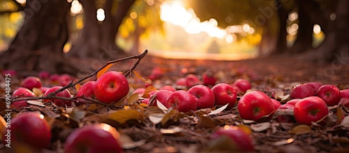 Fallen red apples and changing leaves in an Australian apple orchard affected by market downturn in Donnybrook. photo
