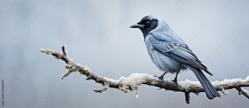 High quality image of a winter jackdaw on a bare branch. High quality image of a winter jackdaw on a bare branch.