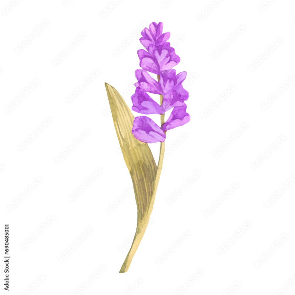 Vector lavender painted in watercolor on a white background