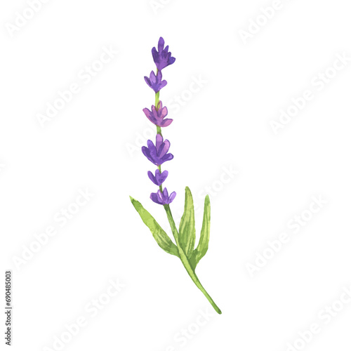 Vector lavender painted in watercolor on a white