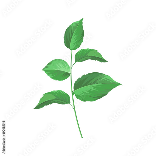 Vector mint vector leaves on white background