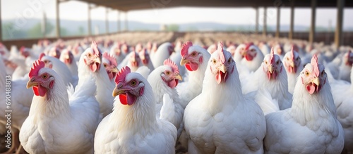 Free range broilers on a white chicken farm. photo