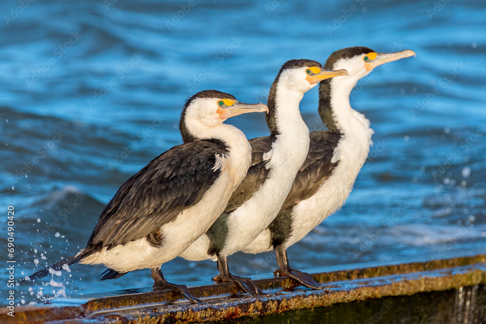 Fototapeta premium Australian pied cormorant