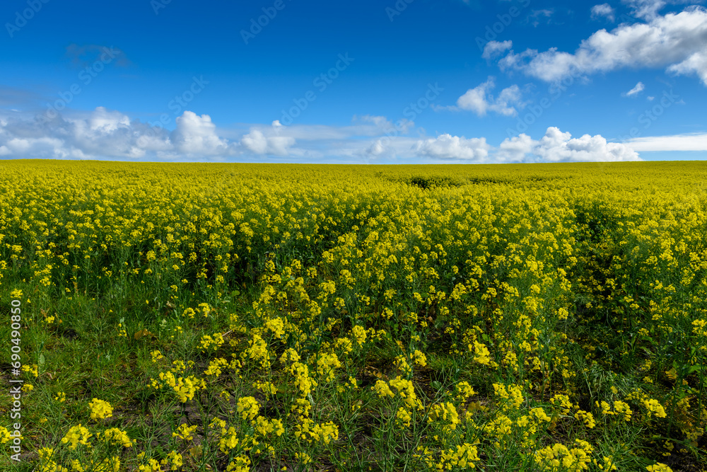field of yellow flowers, Kangaroo Island, Australia