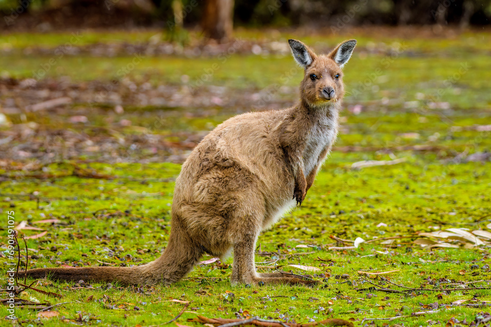 Kangaroo Island Kangaroo (Macropus fuliginosus fuliginosus) Kangaroo Island Kangaroo (Macropus fuliginosus fuliginosus)