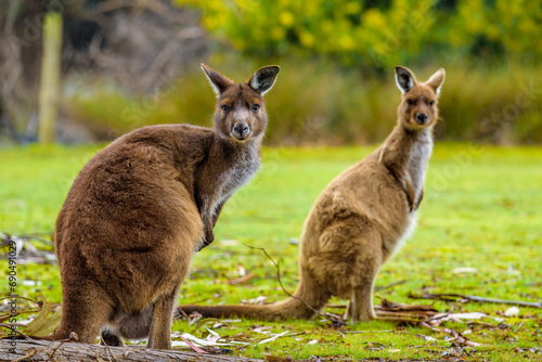 Kangaroo Island Kangaroo (Macropus fuliginosus fuliginosus)