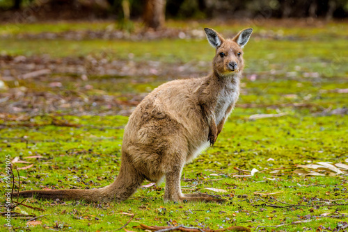 Kangaroo Island Kangaroo (Macropus fuliginosus fuliginosus)