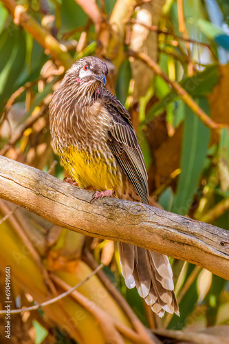 Red wattlebird (Anthochaera carunculata) photo