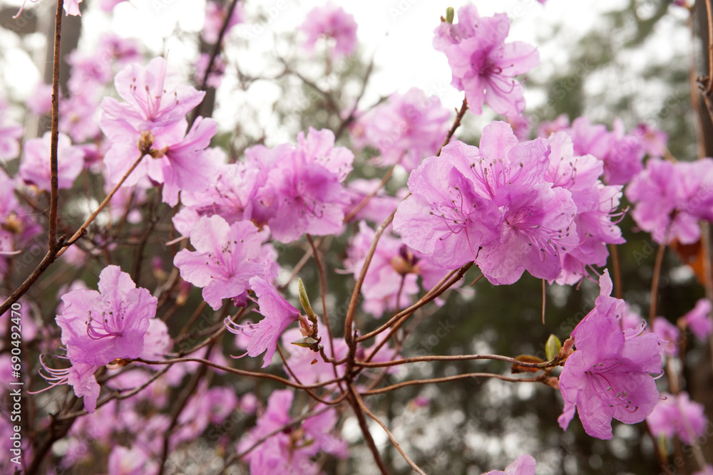 Naklejka premium Azalea Flowers