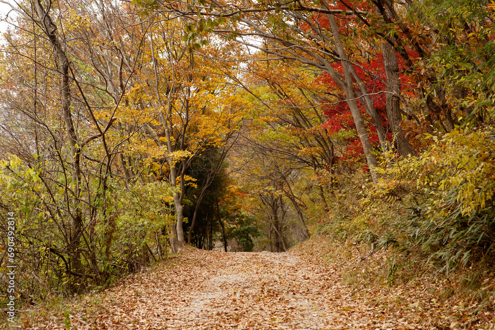 Obraz premium path in autumn forest