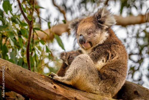 Fototapeta Naklejka Na Ścianę i Meble -  Koala mother with baby, Hanson Bay Wildlife Sanctuary, Kangaroo Island