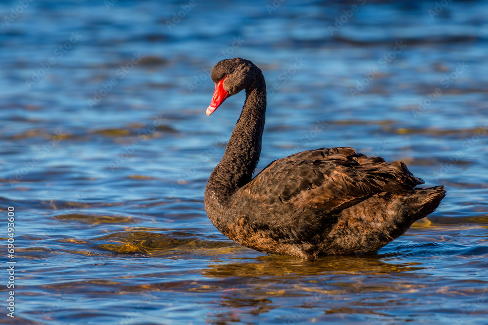 Black swan (Cygnus atratus)