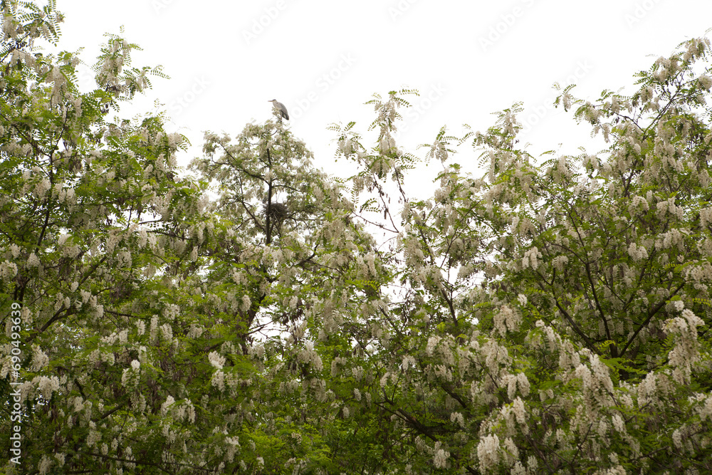 Fototapeta premium Acacia Forest