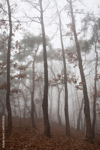 a forest in fog