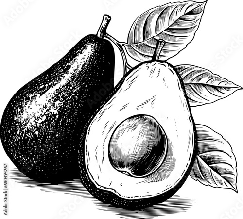 Fruit Sketch Avocado Vintage Outline Icon In Hand-drawn Style