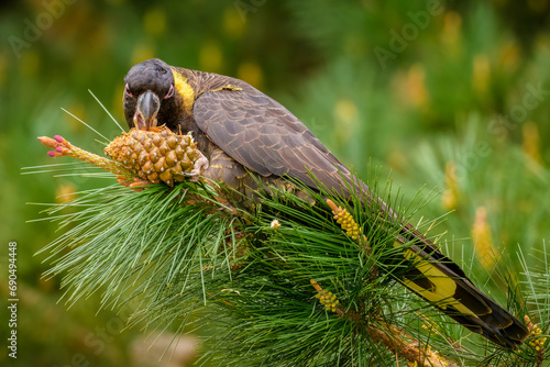 Yellow-tailed black cockatoo (Zanda funerea) photo