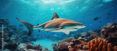 Blacktip shark swims near tropical reef © 2rogan