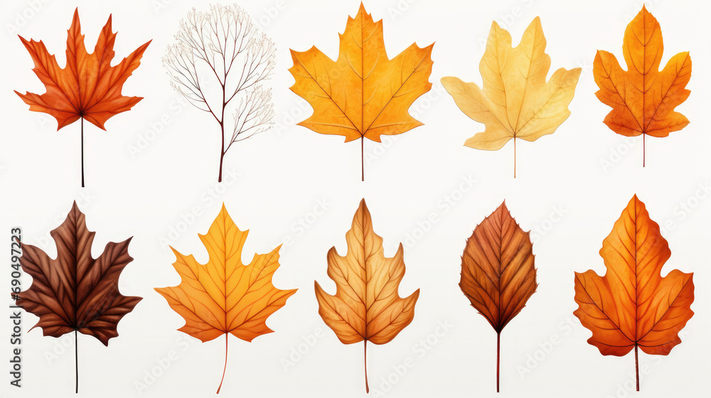 Collection of fallen leaves from different trees: maple, oak, birch, red maple, poplar on a pale white background forming a pattern, frame, banner, texture, paper. Ai generated - obrazy, fototapety, plakaty 