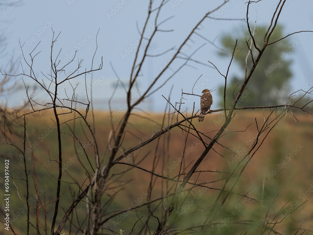 Fototapeta premium Juvenile Cooper's Hawk in the rain