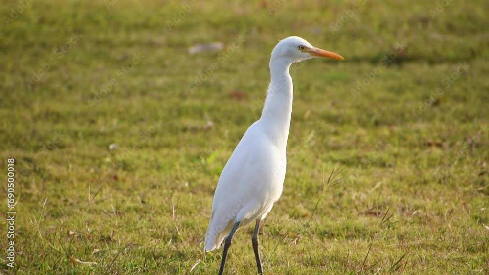 Egret bird walking on the grass field looking for insects in the grass during sunset. Egret bird walking on the grass field looking for insects in the grass during sunset.