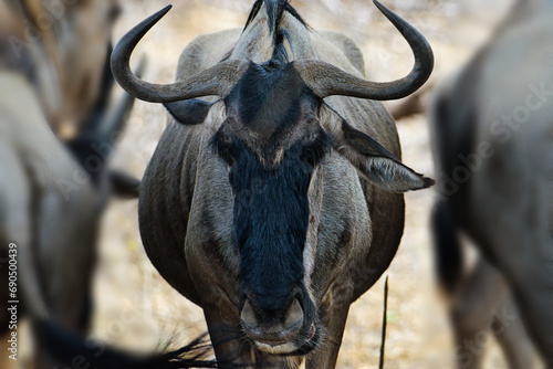 Antilopen im Nationalpark Tsavo Ost, Tsavo West und Amboseli in Kenia photo