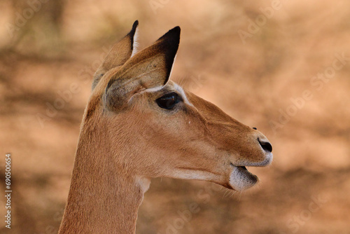 Antilopen im Nationalpark Tsavo Ost, Tsavo West und Amboseli in Kenia photo