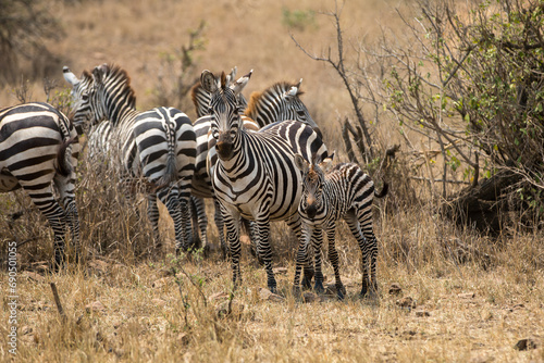 A heard of Zebra (Equus quagga) and a foal in the later afternoon. Tanzania. 