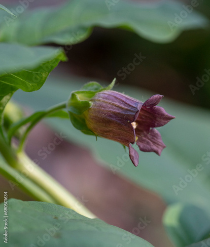 Flowers of Atropa belladonna, commonly known as belladonna or deadly nightshade.