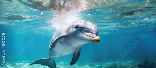Dolphin discovered in Florida Keys Marine Sanctuary. photo