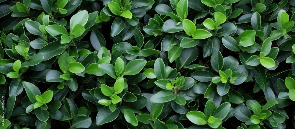 Latin name for the leaves of Variegated Kohuhu is Pittosporum tenuifolium Silver Queen. Latin name for the leaves of Variegated Kohuhu is Pittosporum tenuifolium Silver Queen.