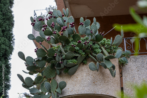 Blühender Kaktus an einem Balkon