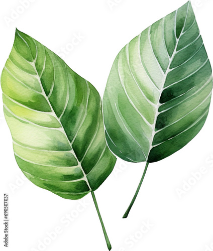 Green leaves isolated on transparent background