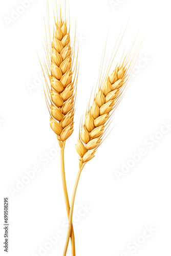 Ear of wheat on transparent background