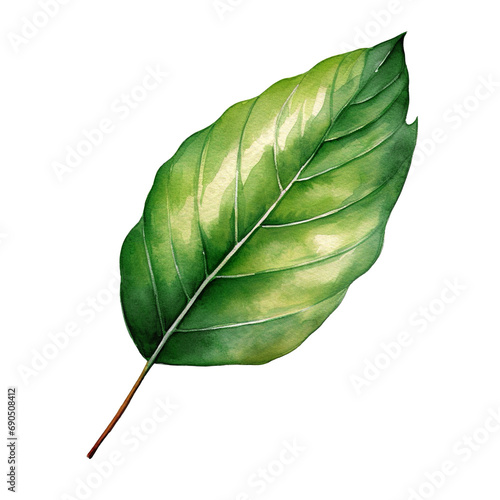 Decorative leaf isolated on transparent background
