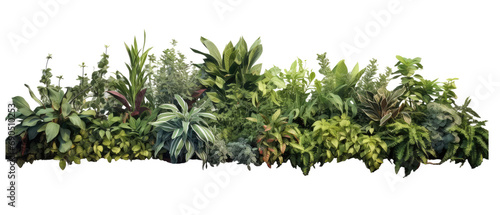 plants on the ground in the image variety isolated on transparent background