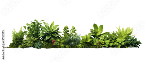 plants on the ground in the image variety isolated on transparent background