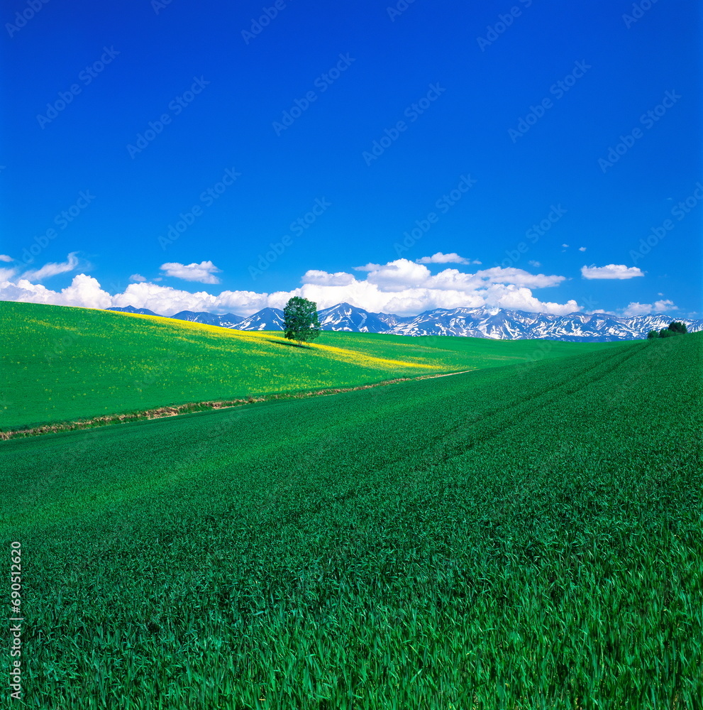 Obraz premium ポプラのある丘と十勝岳連峰(美瑛町）