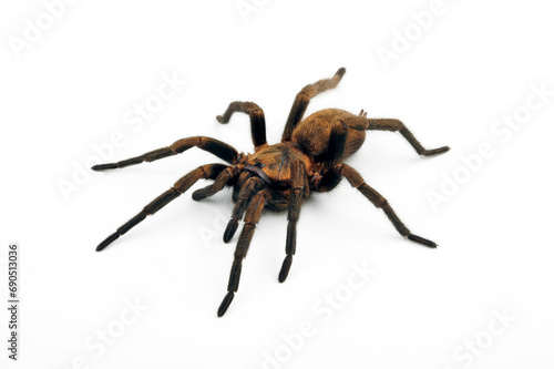 Chilenische Falltürspinne // Chilean Trapdoor Spider (Acanthogonatus francki) - Chile 