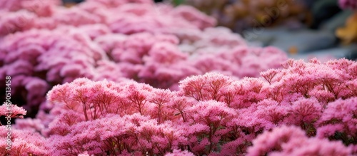 Drought-resistant pink sedum blooms in autumn at Eastcote House garden in London, UK. photo