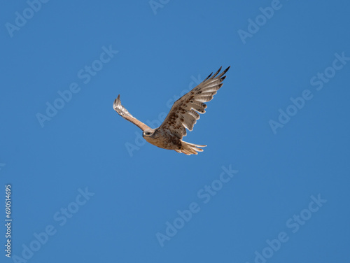 Canvas Print Ferruginous Hawk in flight in Colorado