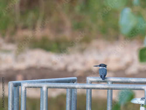 Kingfisher perched on a railing photo